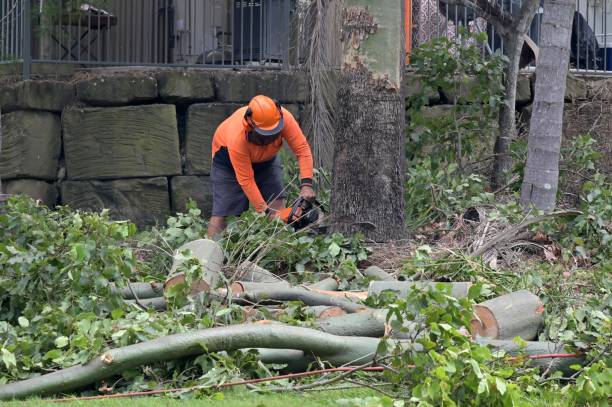 How Our Tree Care Process Works  in  Port Isabel, TX